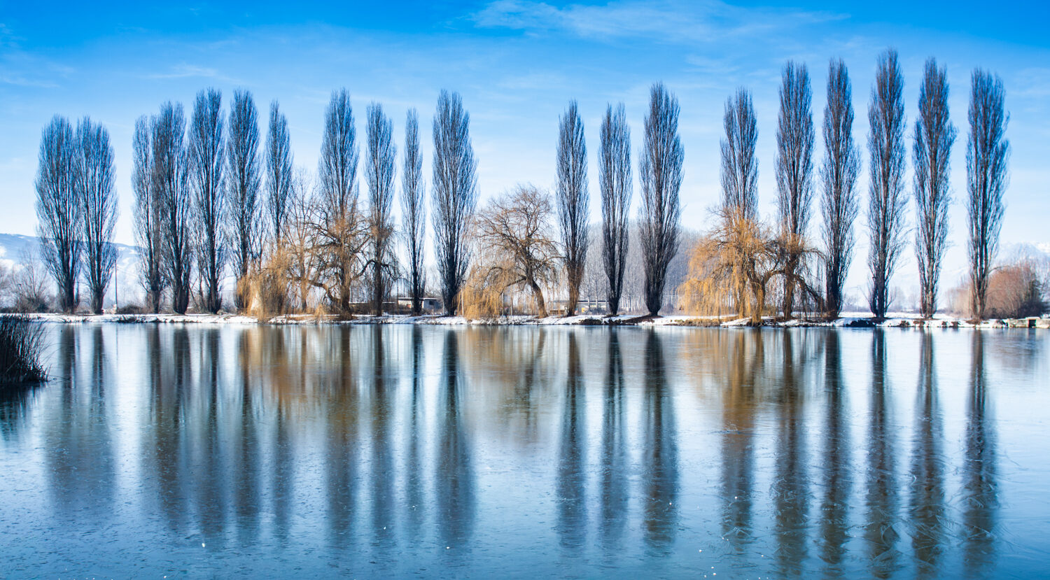 Filare di pioppi cipressini e salici riflessi su lago ghiacciato in luce invernale — Giovanni Casale